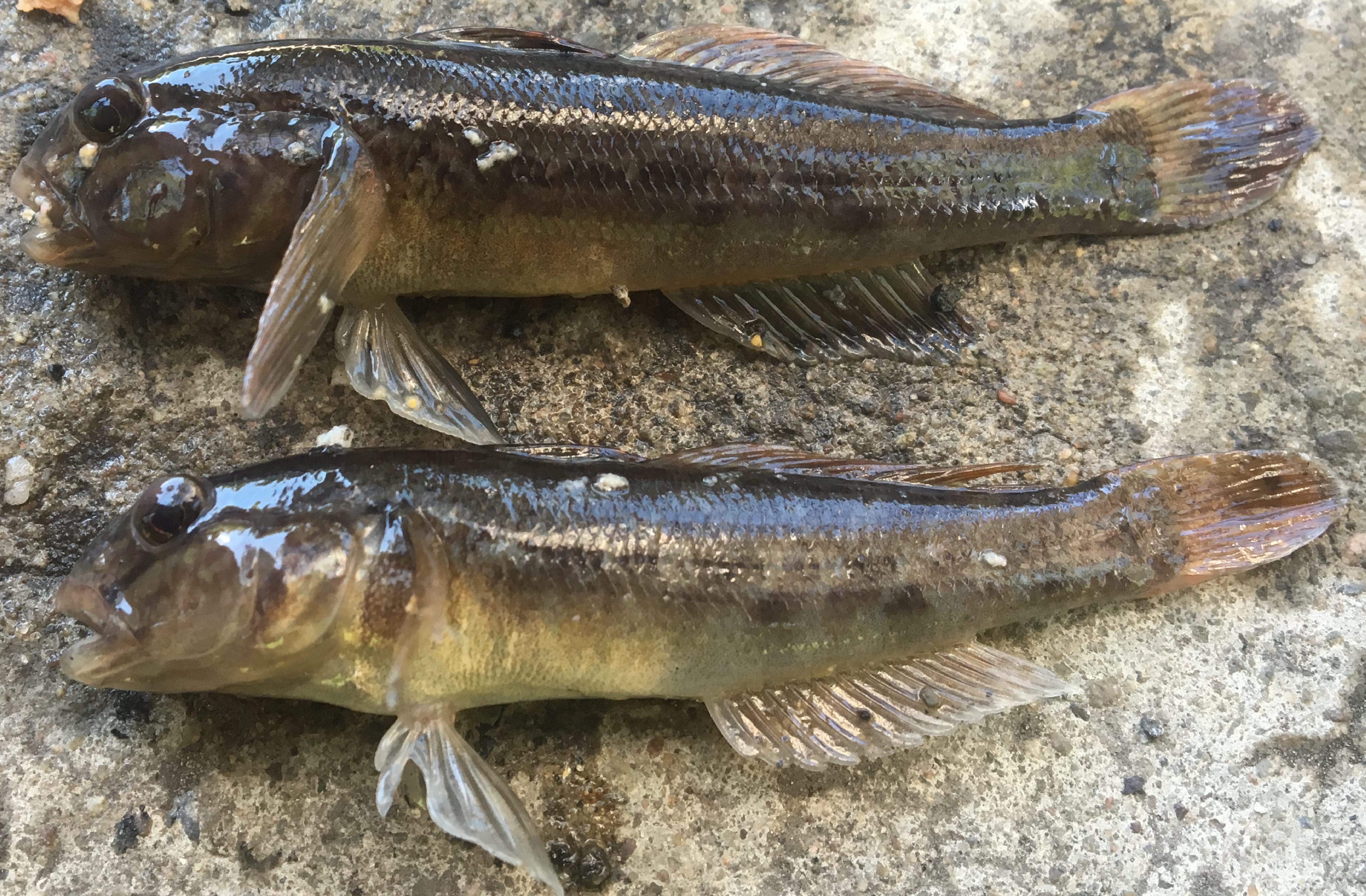Invasive Green Sunfish Confirmed by Fish and Game in New Hampshire